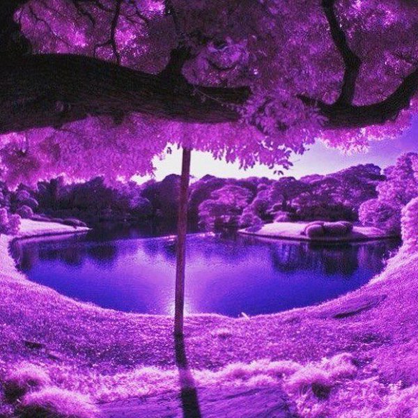Rest In Purple
