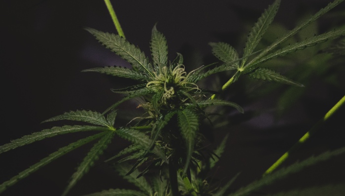 Medical Marijuana During Pregnancy
