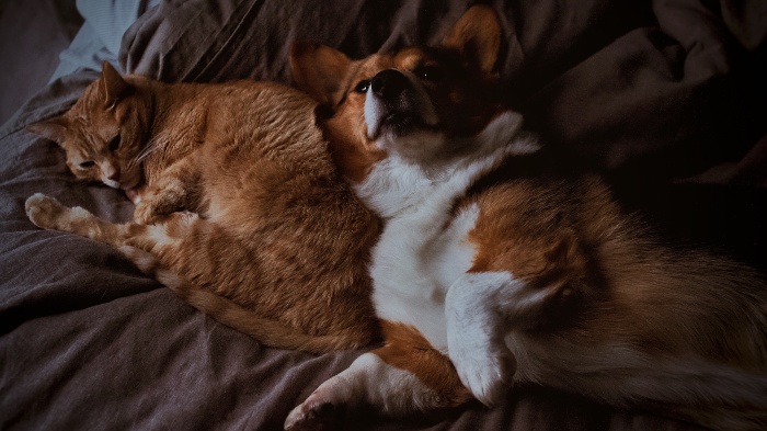 Pet parents - nurses owning pets