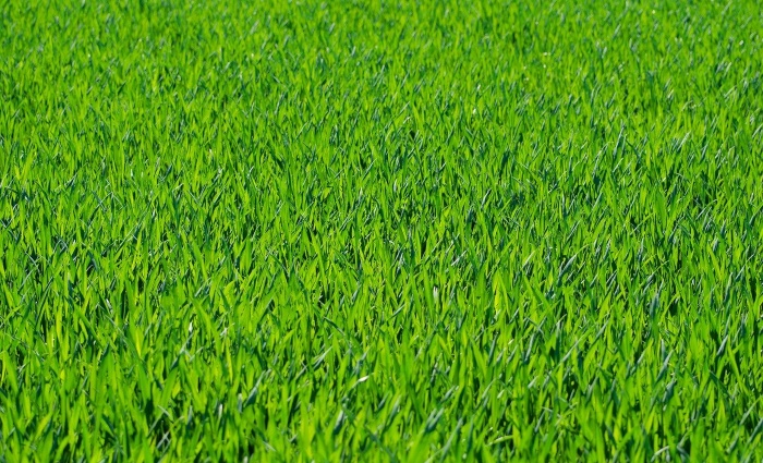 Mowing Tips