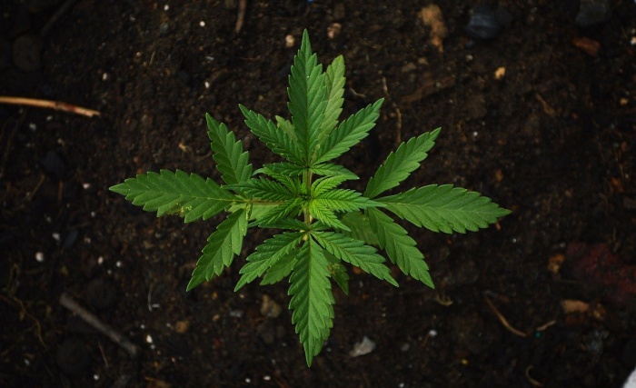 CBD Wax and CBD Ingestion