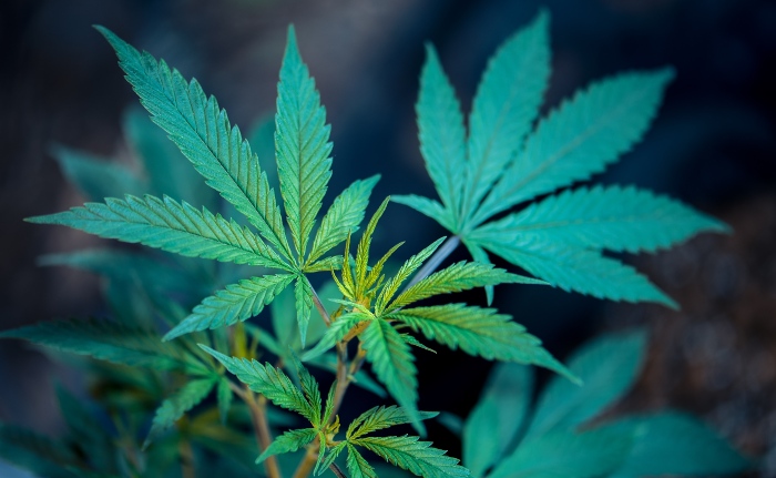 Kratom vs Weed