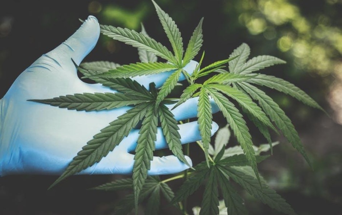 Top Full-Spectrum CBD Oil
