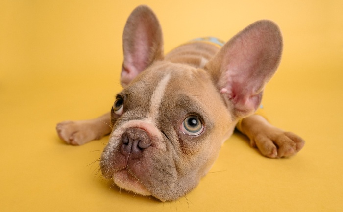 Help Your Dog Live Longer