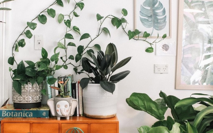 Types of Plants