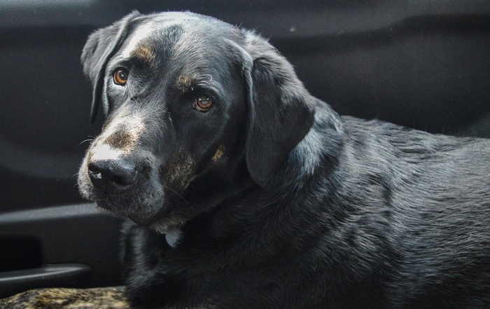Adopting a Large Breed Dog