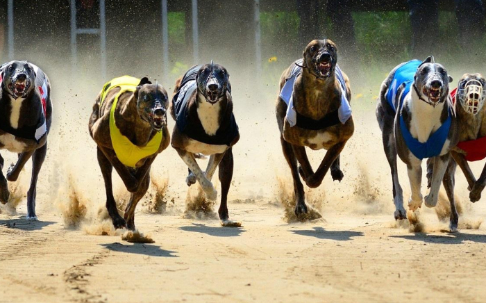 Guide To Greyhound Racing