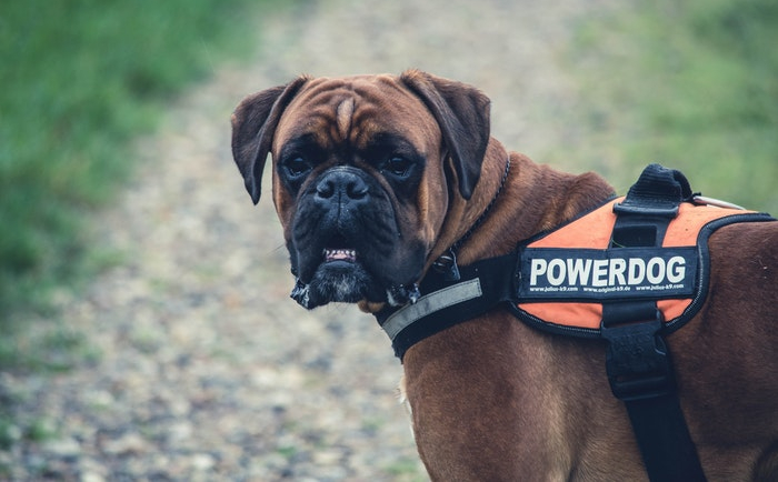 Service Dog