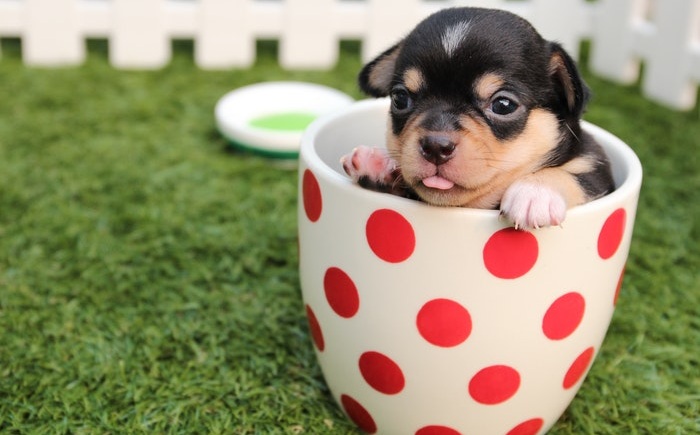 Getting a Dog Changes Your Life