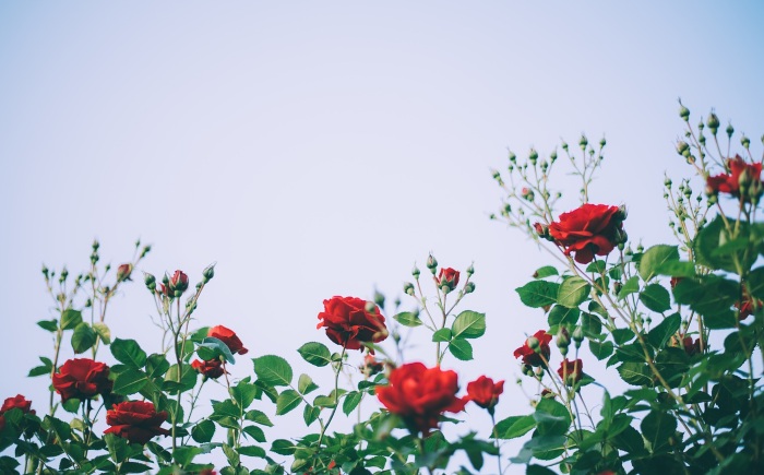 Flowers To Plant