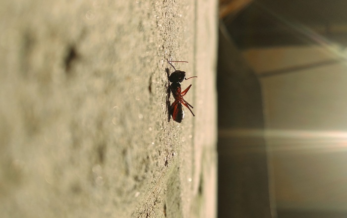 Reasons You Keep Getting Ants In Your House