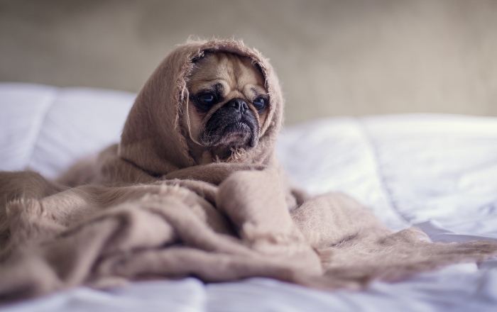 Ensure Your Pet is Healthy