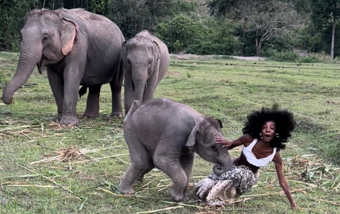 Beat Up By a Elephant