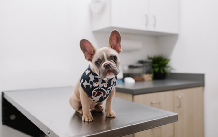 Responsible Puppy Owner