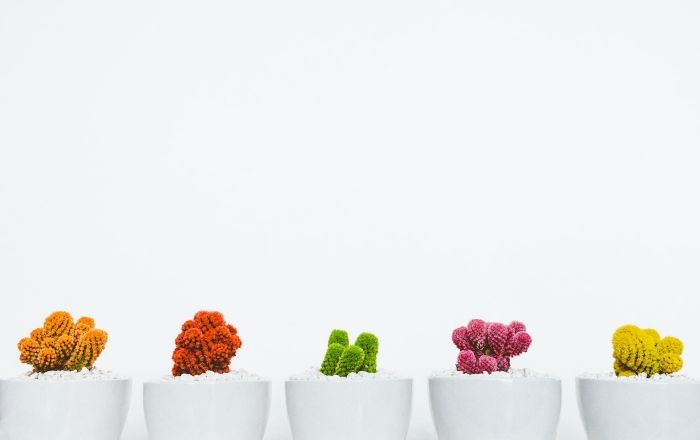 Houseplant Obsession