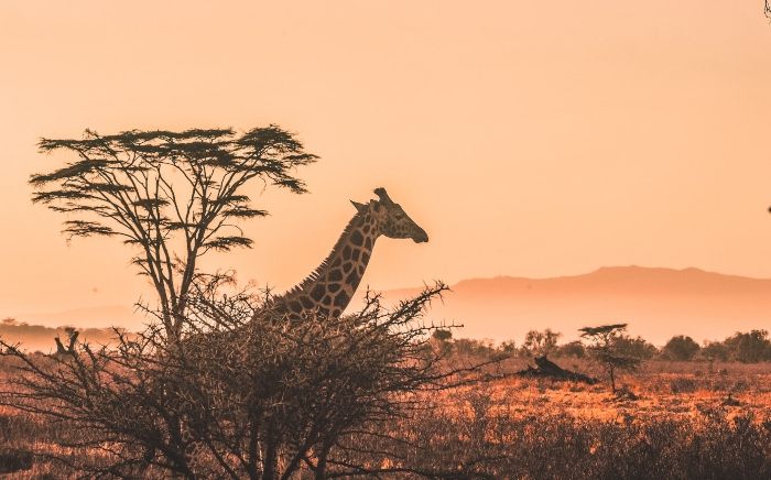 Adventures at Desert Safari in Dubai