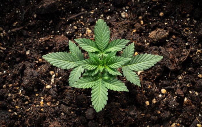 Autoflowering Cannabis