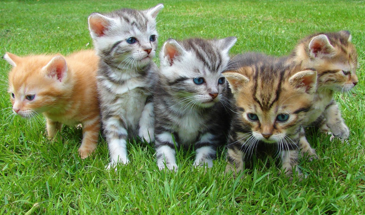 Seasonal Pet Care Tips